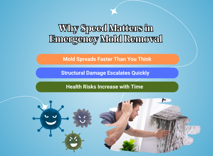 Mold Removal Urgent mold removal process